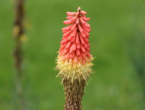 花卉的养护与修剪技巧——以玫瑰花为例，探索花卉批发基地的奥秘修理玫瑰花